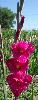 Raspberry